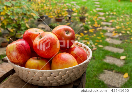 Red apples in the basket in the garden Red apples in the basket in the garden 43541690