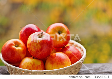 Red apples in the basket in garden 43541691