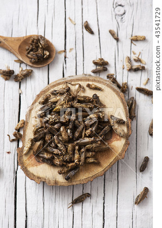 edible fried crickets. 43541729