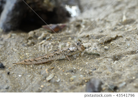 Minami tobi Haze Ton Ton- 43541796