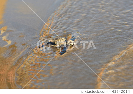 Baby of green turtle just hatched Baby of green turtle just hatched 43542014