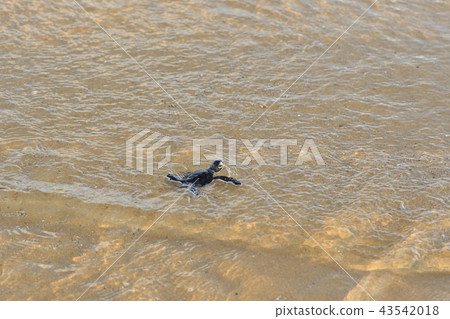 Baby of green turtle just hatched Baby of green turtle just hatched 43542018