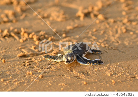 Baby of green turtle just hatched 43542022