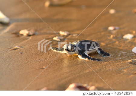 孵化的綠海龜的嬰孩 43542024