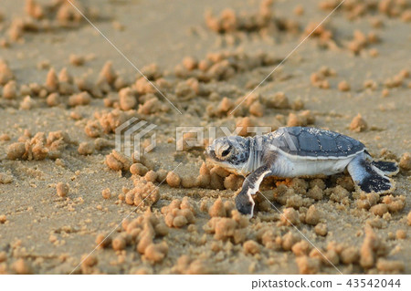 Baby of green turtle just hatched 43542044