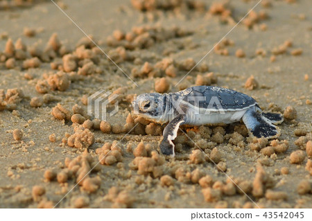 Baby of green turtle just hatched Baby of green turtle just hatched 43542045