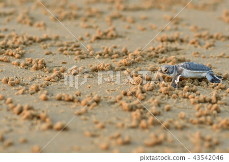 Baby of green turtle just hatched 43542046