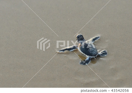 Baby of green turtle just hatched 43542056