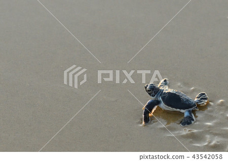 Baby of green turtle just hatched Baby of green turtle just hatched 43542058