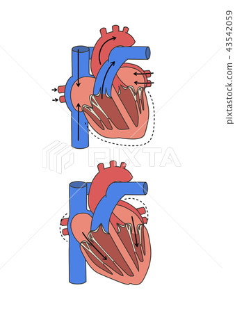 Heart beat: systole and diastole 43542059
