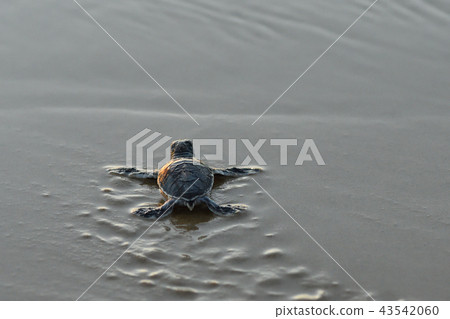Baby of green turtle just hatched 43542060