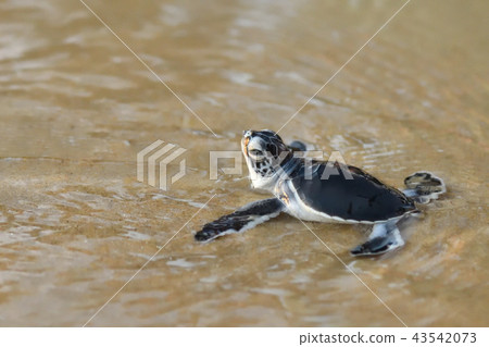 Baby of green turtle just hatched 43542073