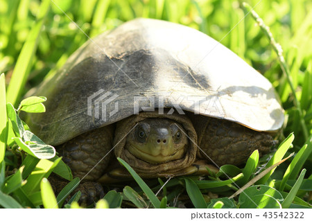 Yaeyama turtle Yaeyama turtle 43542322