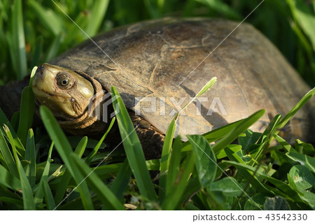 八重山龜 43542330