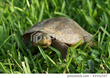 八重山龜 43542347
