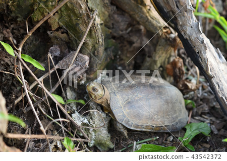 Yaeyama turtle 43542372