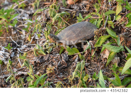 八重山龜 43542382