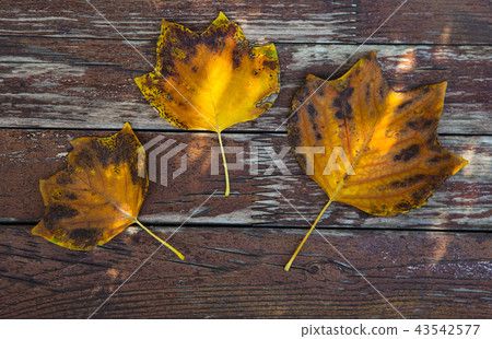 autumn tree leafs wooden table autumn tree leafs wooden table 43542577