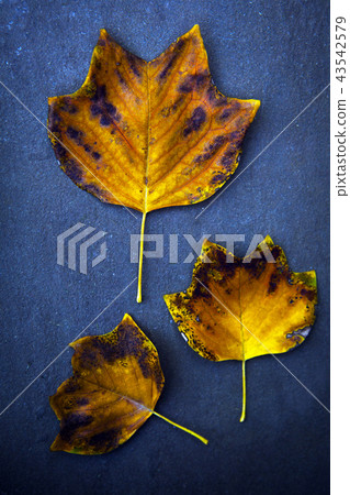 autumn tree leafs forest autumn tree leafs forest 43542579