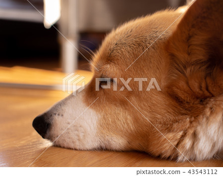 Lying dog Ko-3 43543112