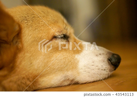 Lying dog Ko-4 Lying dog Ko-4 43543113