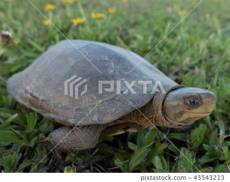 八重山龜 43543213