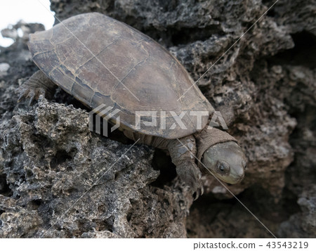 八重山龜 43543219