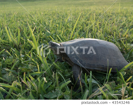 Yaeyama turtle Yaeyama turtle 43543246