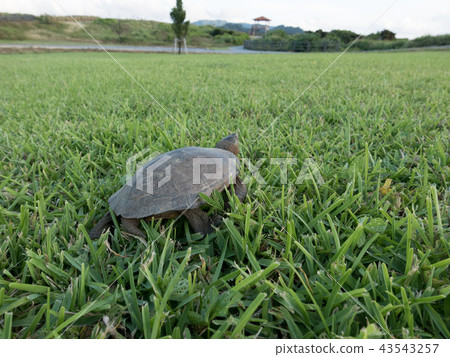 八重山龜 43543257