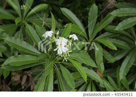 Okinawa oleander Mifkuragi white Okinawa oleander Mifkuragi white 43543411