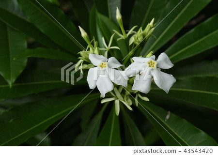 Okinawa oleander Mifkuragi white 43543420
