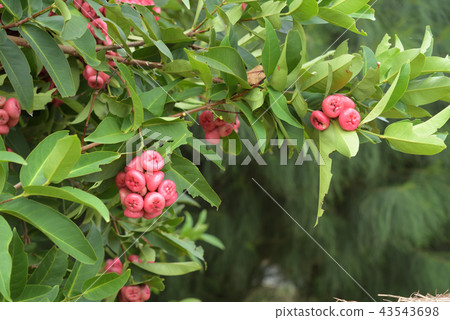 Lembe Hasumi Jawa Futomomo 43543698