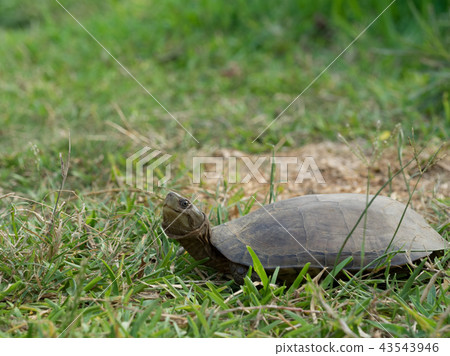 Yaeyama turtle Yaeyama turtle 43543946