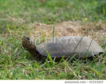 八重山龜 43543947