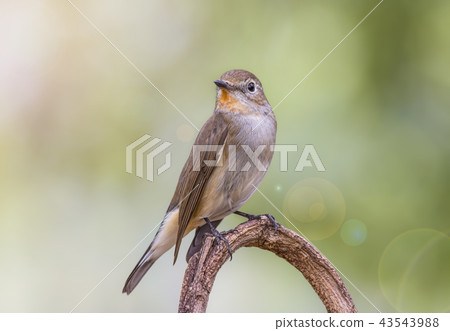 Bird (Red-throated Flycatcher) on a tree Bird (Red-throated Flycatcher) on a tree 43543988