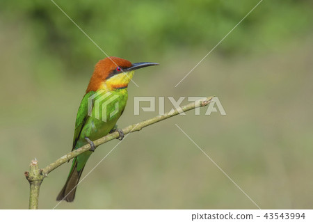 Merops leschenaulti 43543994