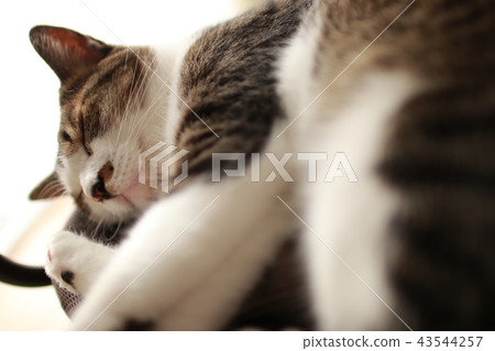 Nap nyanko Nap nyanko 43544257