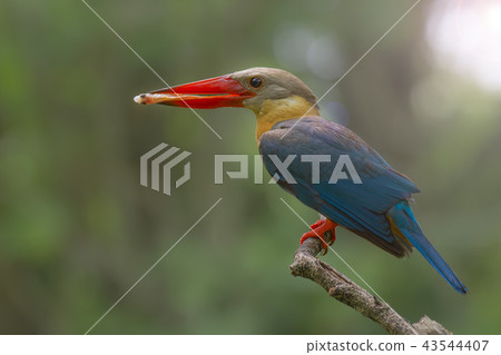 Stork-billed Kingfisher Pelargopsis capensis Stork-billed Kingfisher Pelargopsis capensis 43544407