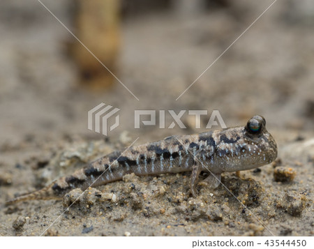 Minami Tobi Haze Ton Ton Me Ton Ton 43544450