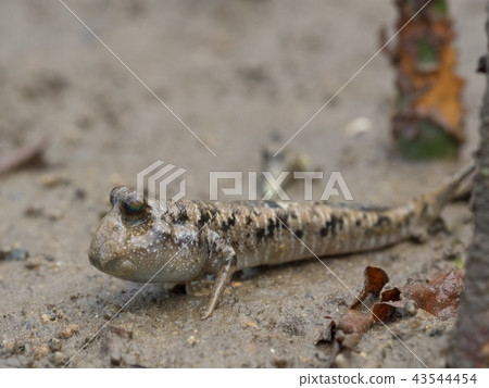 Minami Tobi Haze Ton Ton Me Ton Ton 43544454