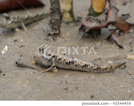 Minami Tobi Haze Ton Ton Me Ton Ton 43544459