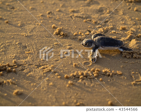 Baby of green turtle just hatched Baby of green turtle just hatched 43544566