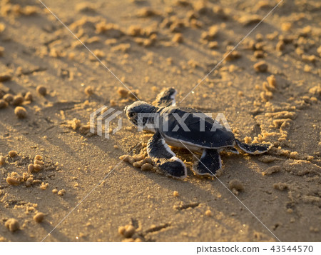 Baby of green turtle just hatched Baby of green turtle just hatched 43544570