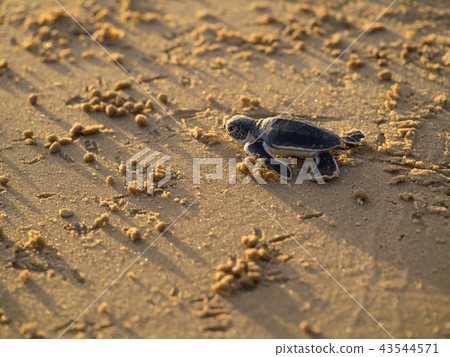 孵化的綠海龜的嬰孩 孵化的綠海龜的嬰孩 43544571