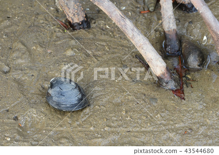Yaeyama Hirushi Shijimi Shirenashi Jimi Mangrove Shijimi 43544680