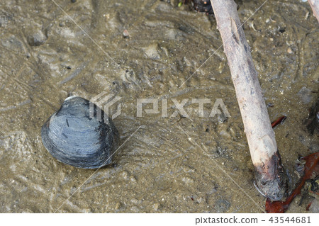 Yaeyama Hirushi Shijimi Shirenashi Jimi Mangrove Shijimi 43544681