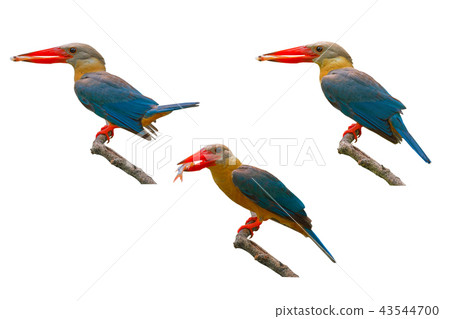 Stork-billed Kingfisher Pelargopsis capensis Stork-billed Kingfisher Pelargopsis capensis 43544700