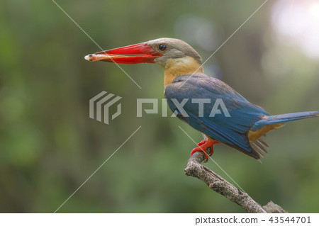 Stork-billed Kingfisher Pelargopsis capensis Stork-billed Kingfisher Pelargopsis capensis 43544701