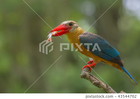 Stork-billed Kingfisher Pelargopsis capensis Stork-billed Kingfisher Pelargopsis capensis 43544702