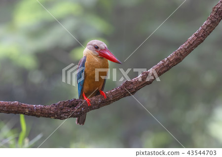 Stork-billed Kingfisher Pelargopsis capensis Stork-billed Kingfisher Pelargopsis capensis 43544703